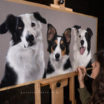 19 ABRIL TRACI BORDER COLLIE copia